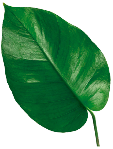 hoja-detalle-producto-2.png