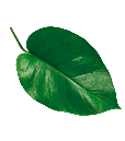 hoja-detalle-producto-4.png
